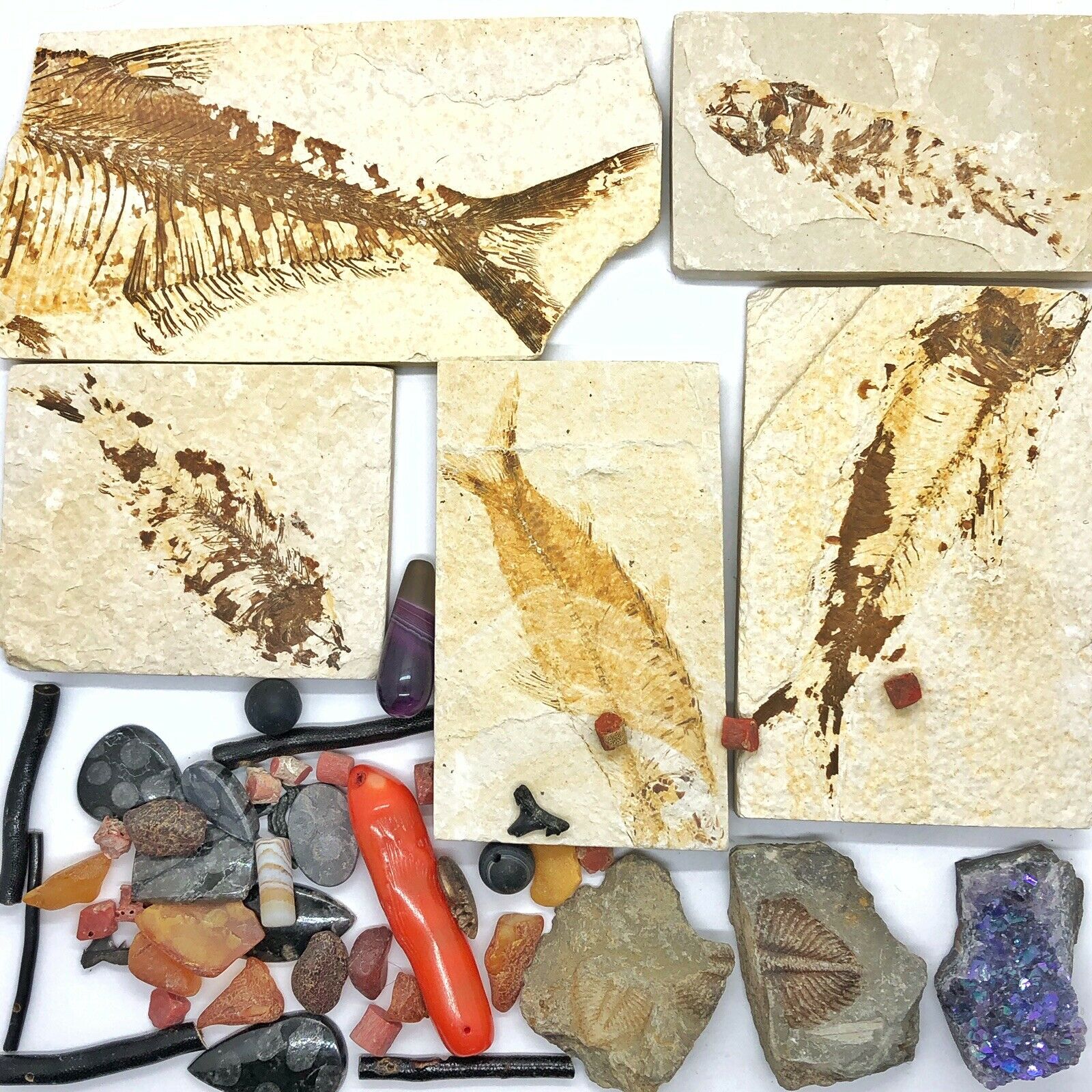 Ancient Fossil Collection Lot - Fish, Ammonite, Shark Teeth, Amber, And More!!