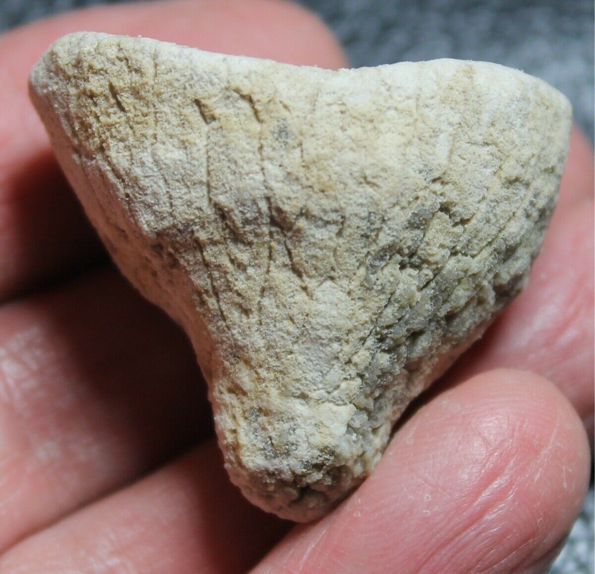 Cnemidiastrum compactum - Excellent, rare Jurassic Oxfordian fossil sponge