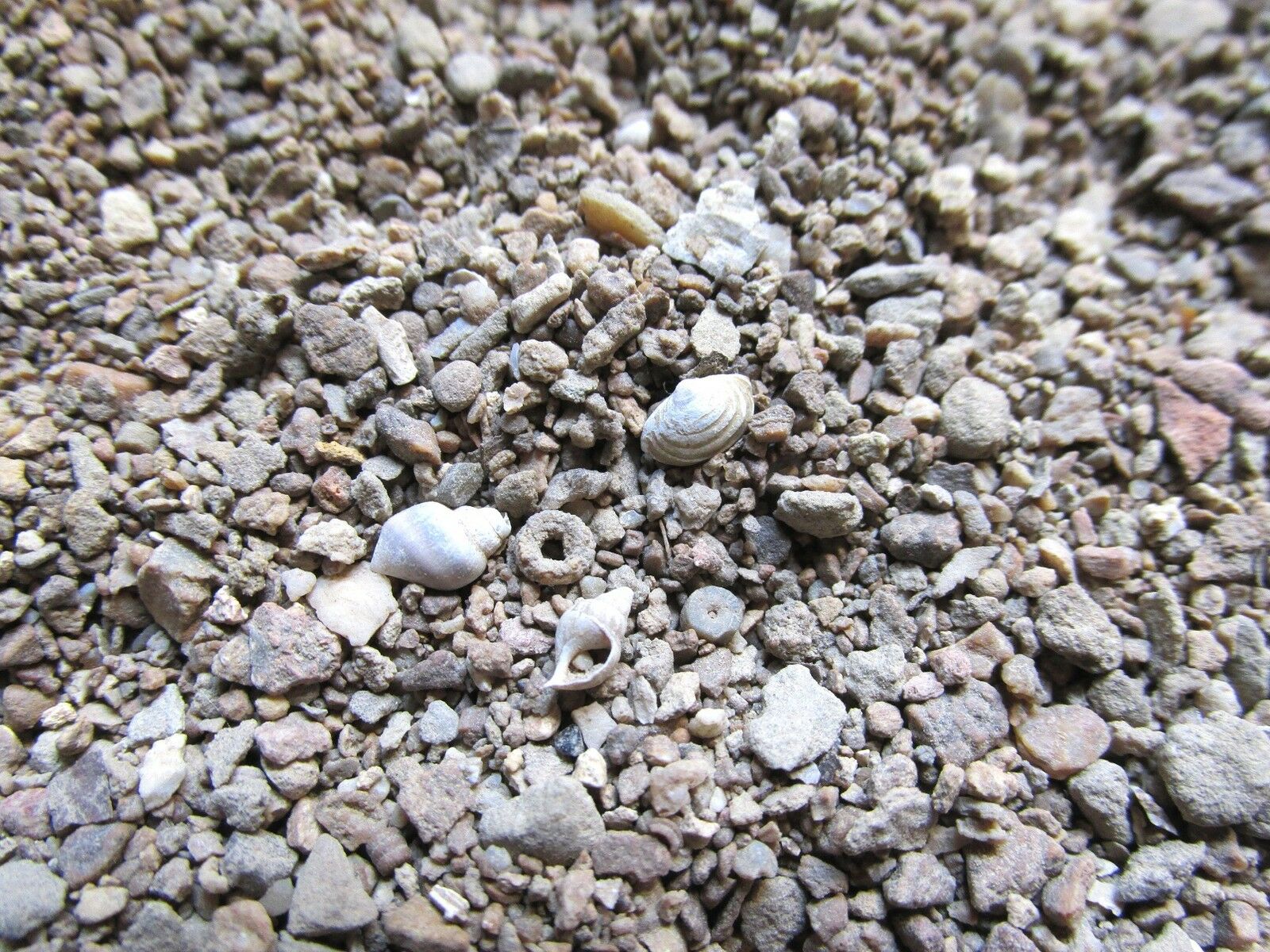MICROFOSSIL Sand Gravel KENTUCKY micro fossils soil River Sample 200ml, 10oz wgt