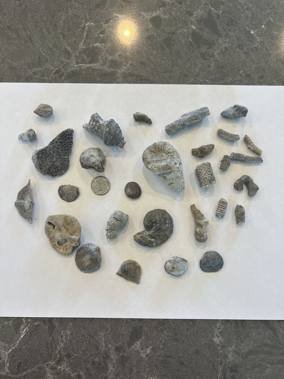 Lot Of Assorted Fossils From The Estate Of A Collector.