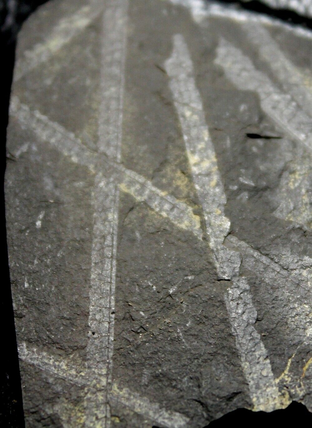 Pristiograptus Dubius - Rare Silurian Wenlockian Graptolites
