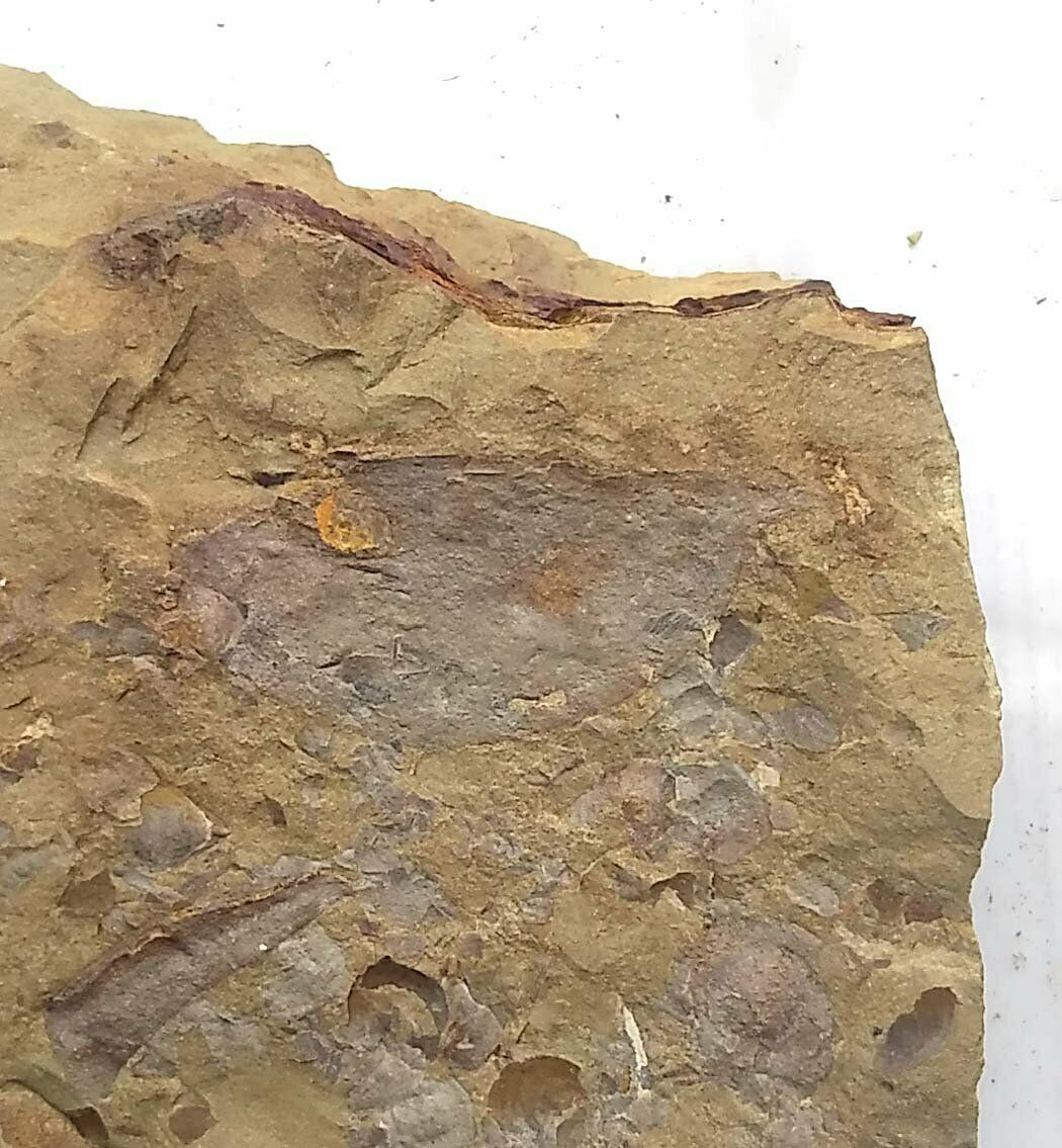 Cambrian Fossil Isopyx Curvirostratus,professional Collection,very Cool No.d85