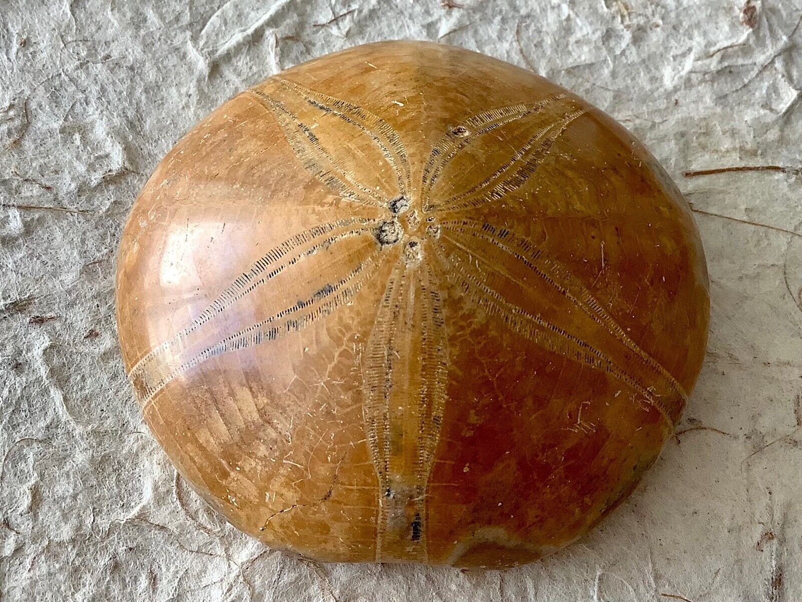 Large Fossilized Sea Urchin AAA Museum Quality Specimen.