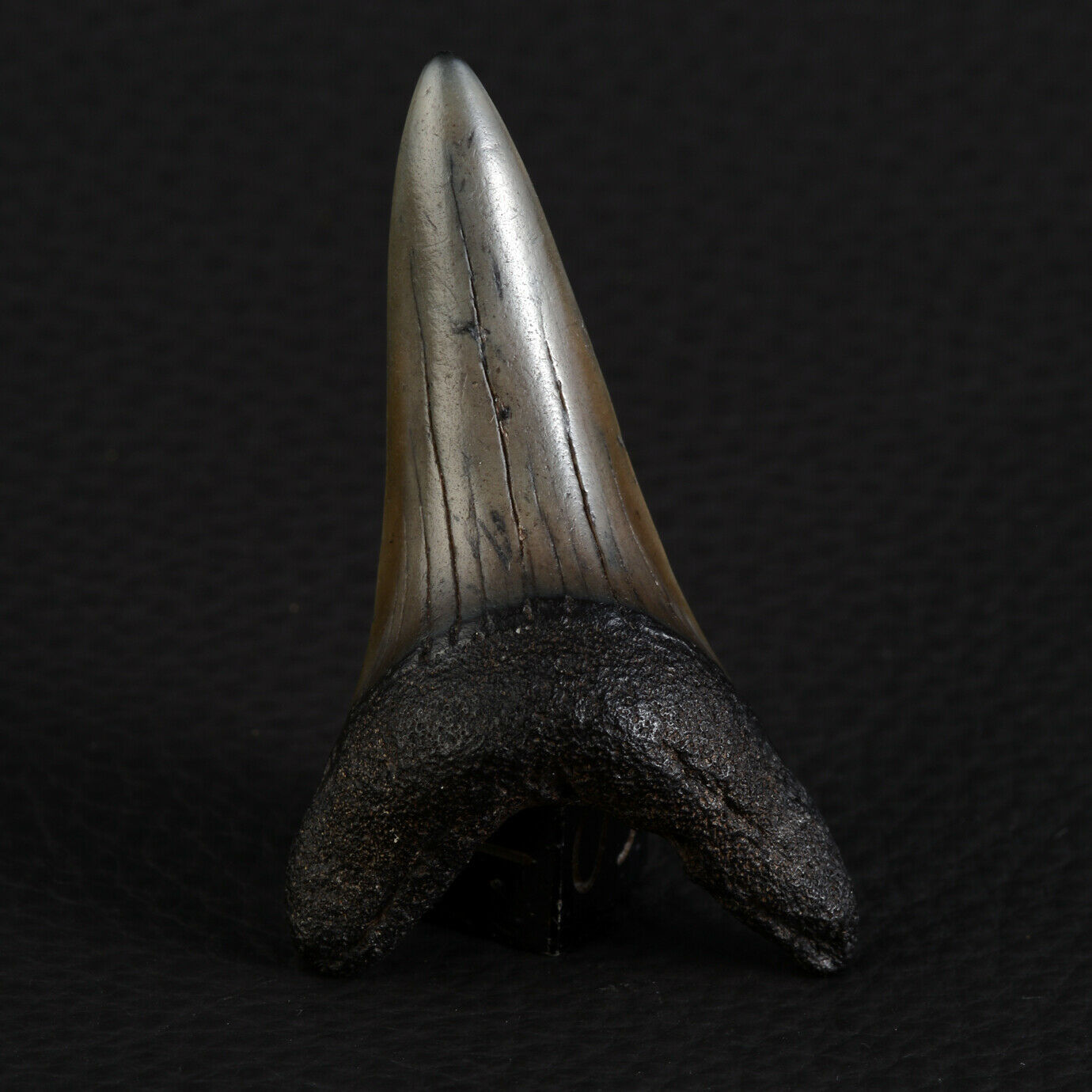 Dent Fossil Of Shark Mako Isurus Hastalis 1 7/8in Florida, USA 4